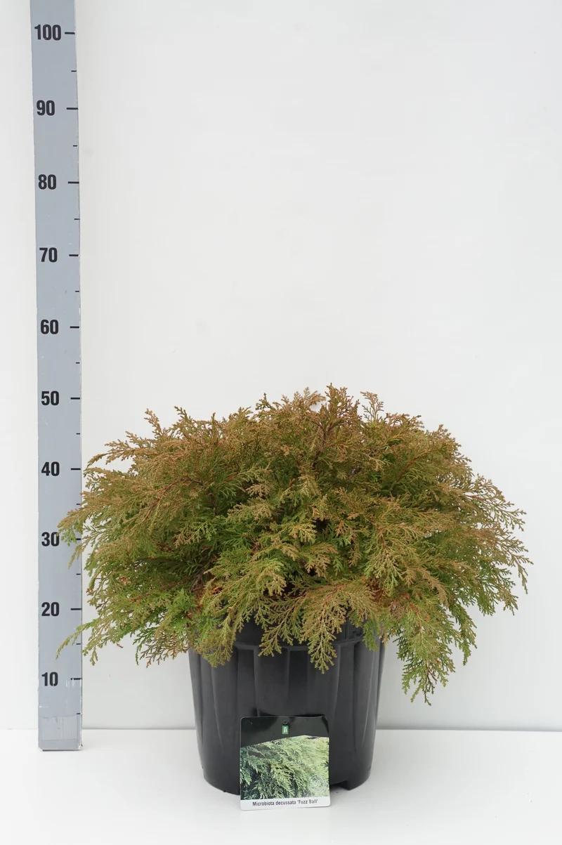 Microbiota d. 'Fuzz Ball' C15 (15 liters kruka) 50-60 cm