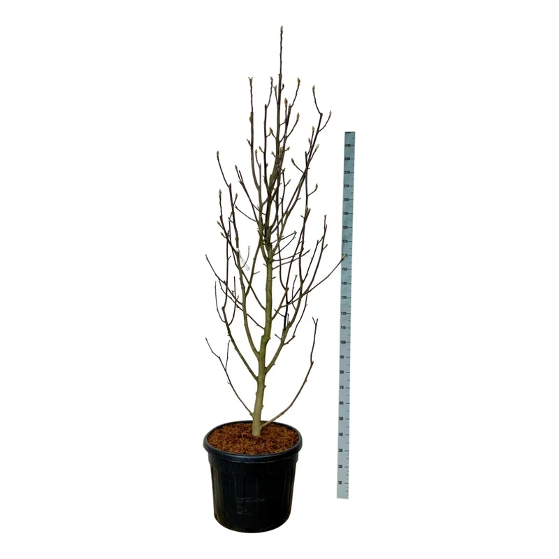 Magnolia 'Venus' C90 (90 liters kruka) 225-250 cm Extra