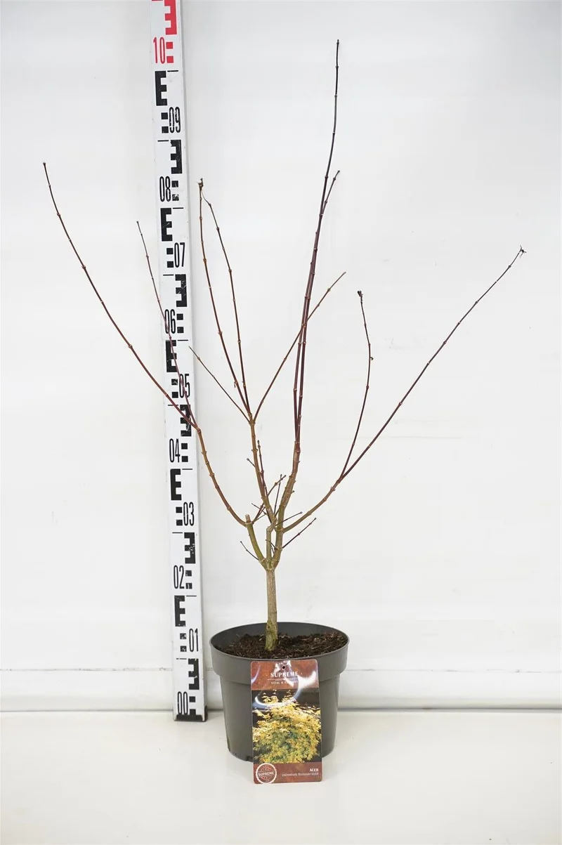 Acer palmatum 'Summer Gold' C4 (4 liters kruka) 40-60 cm