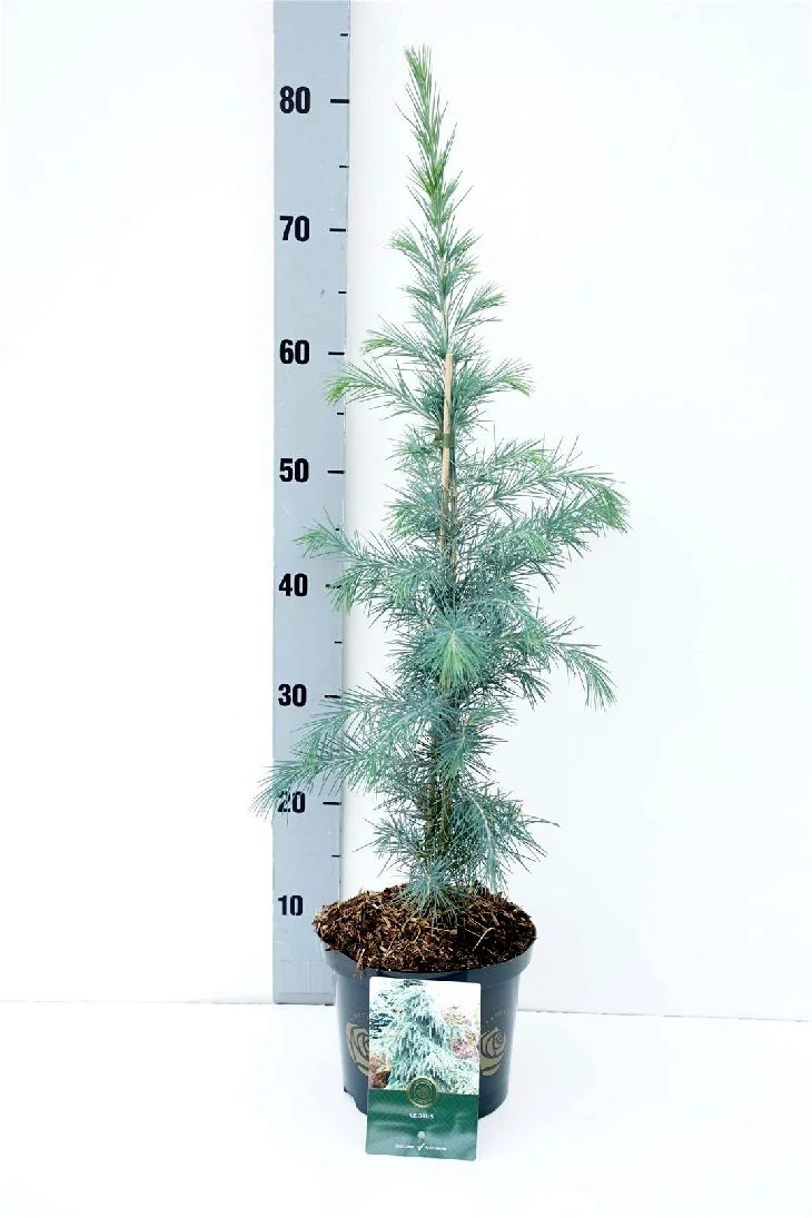 Cedrus deodara C2,5 (2,5 liters kruka) 30-40 cm
