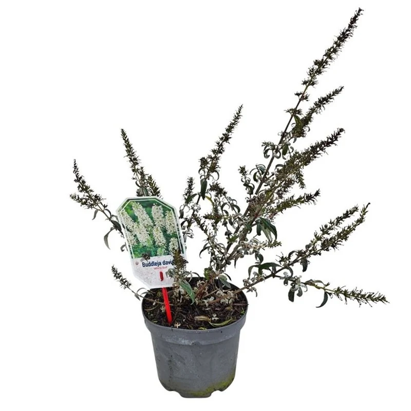 Buddleja d. 'White Ball' C3 (3 liters kruka) 30-40 cm