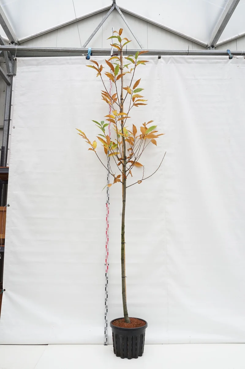 Castanea sativa 12-14 cm C50 (50 liters kruka)