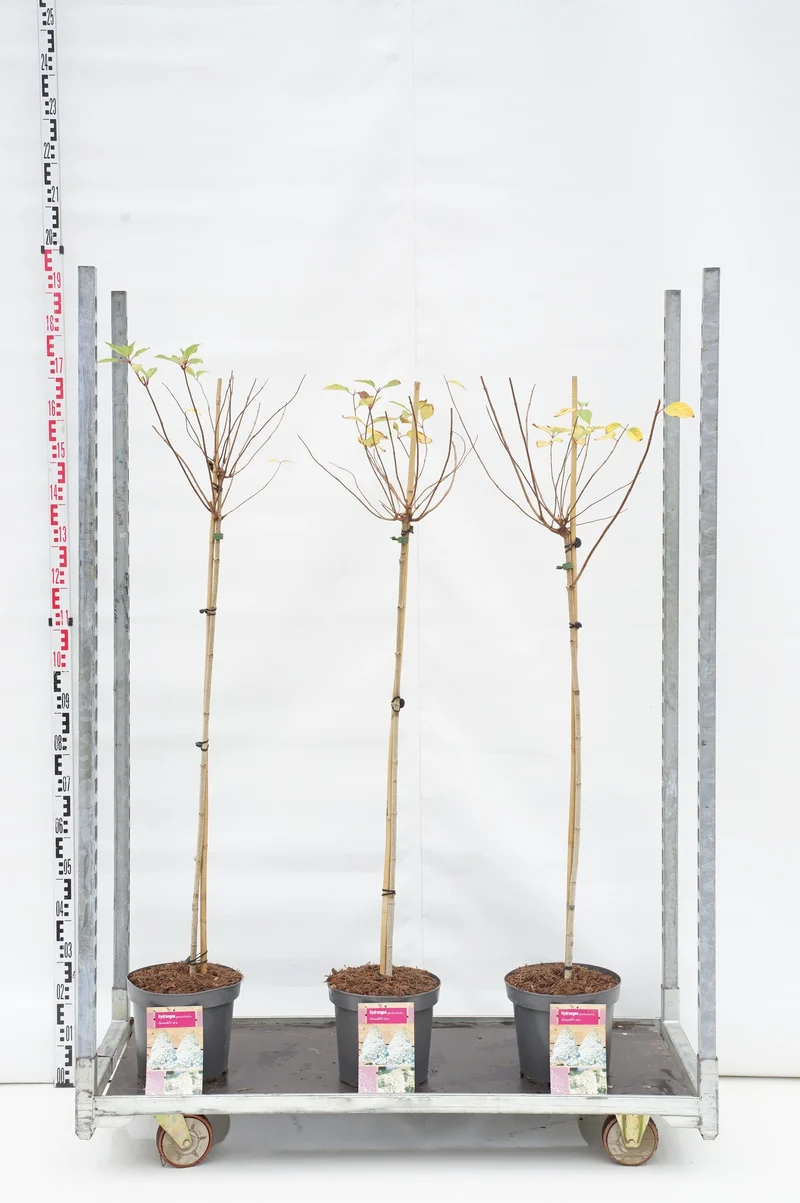 Hydrangea pan. 'Grandiflora' 100 cm stam, C7,5 (7,5 liters kruka)