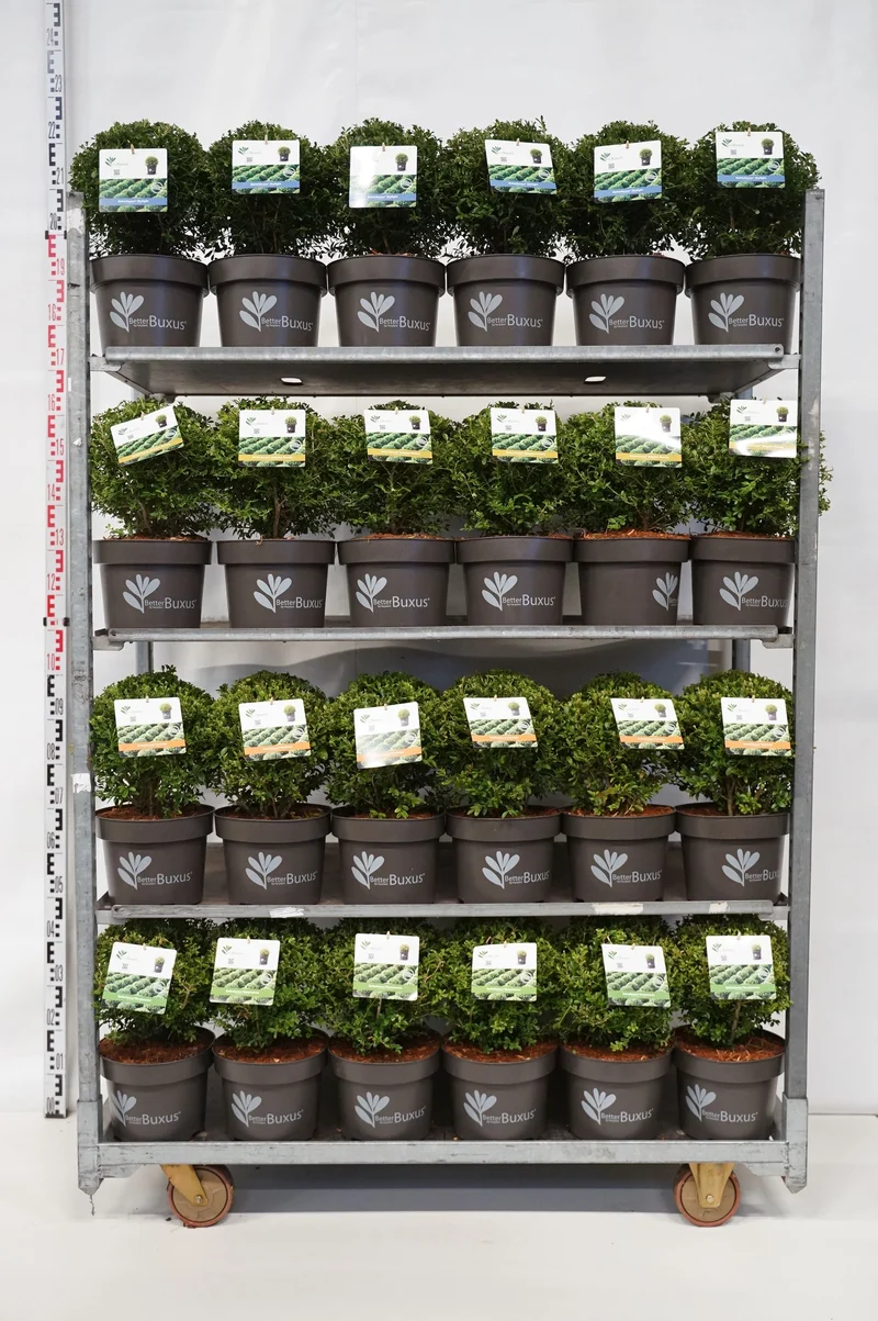 BetterBuxus® sorter, klot 25-30 cm - C5 (5 liters kruka) / 23 cm kruka