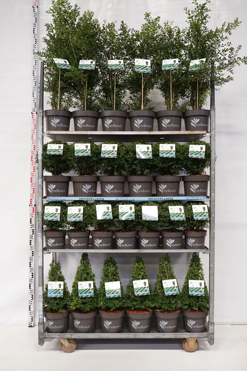 BetterBuxus® 'Skylight' MIX CC