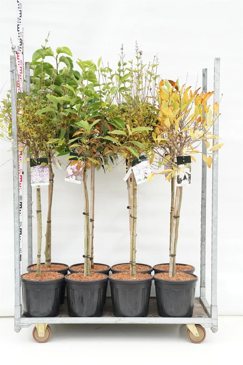 Prydnadsbuskar på stam 80 cm C15 (15 liters kruka)