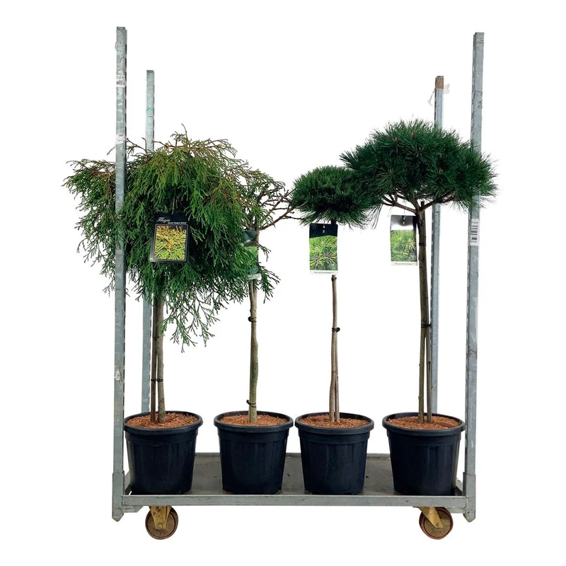 Barrväxter i sorter 80 cm stam C15 (15 liters kruka)