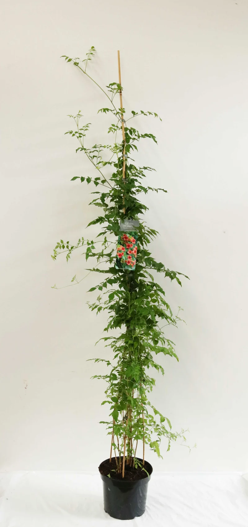 Campsis radicans 100-150 cm, C7,5 (7,5 liters kruka)