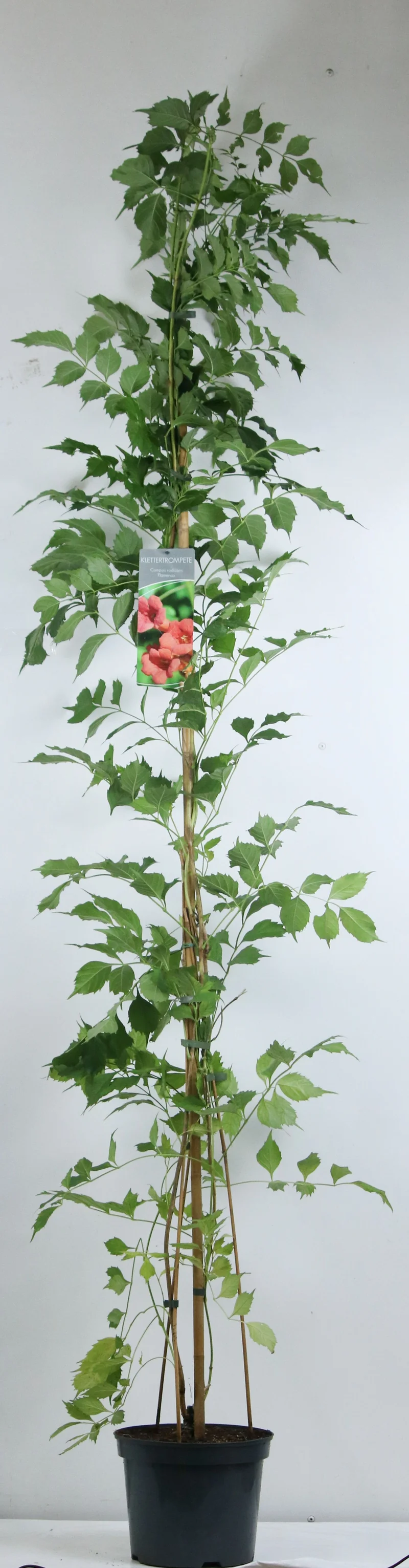 Campsis rad. 'Flamenco' C7,5 (7,5 liters kruka) 150-200 cm