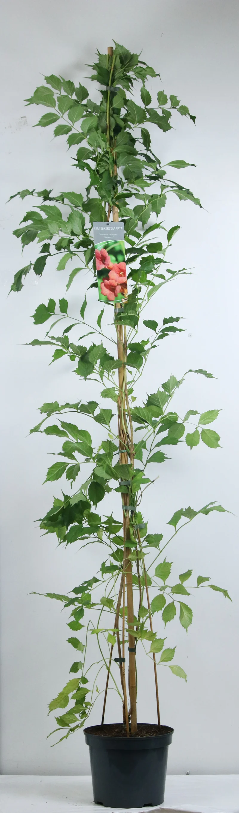 Campsis rad. 'Flamenco' C7,5 (7,5 liters kruka) 100-150 cm