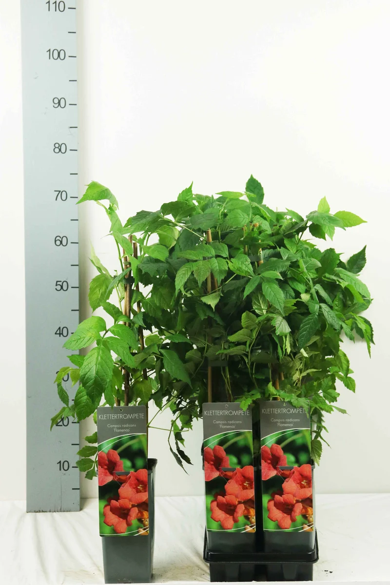 Campsis radicans 'Flamenco' C2 (2 liters kruka) 40-60 cm
