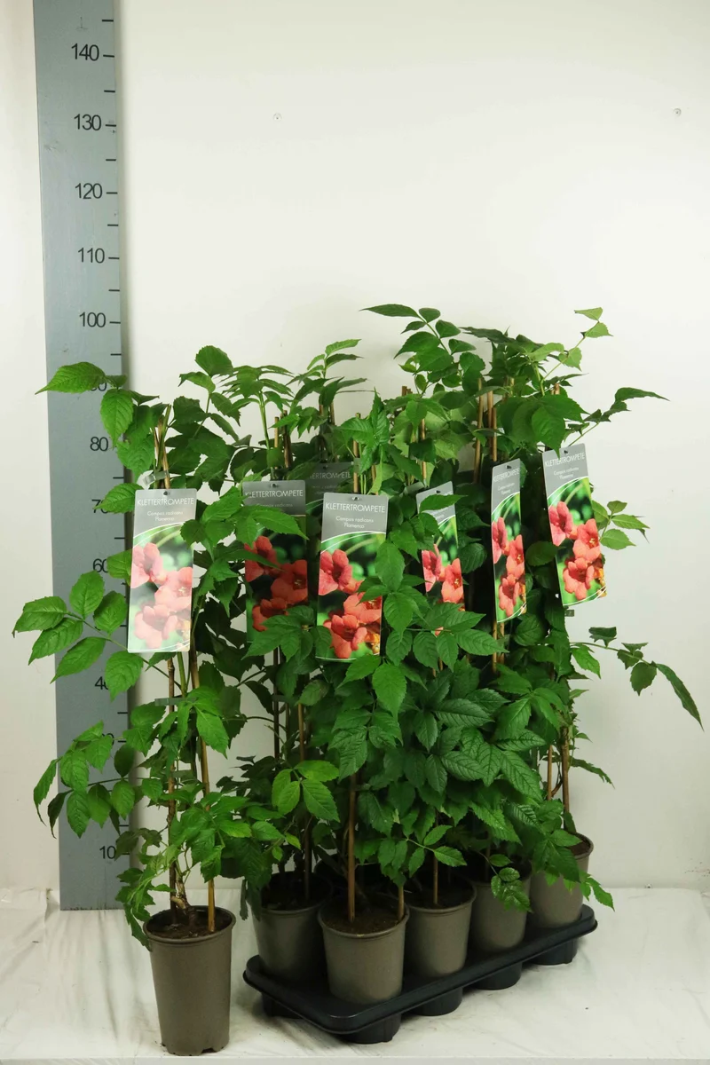 Campsis radicans 'Flamenco' 60-100 cm (17 cm kruka)