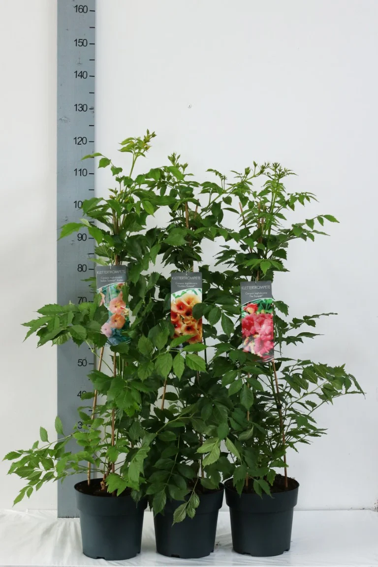 Campsis i sorter, C5 (5 liters kruka) / 23 cm kruka, 80-100 cm