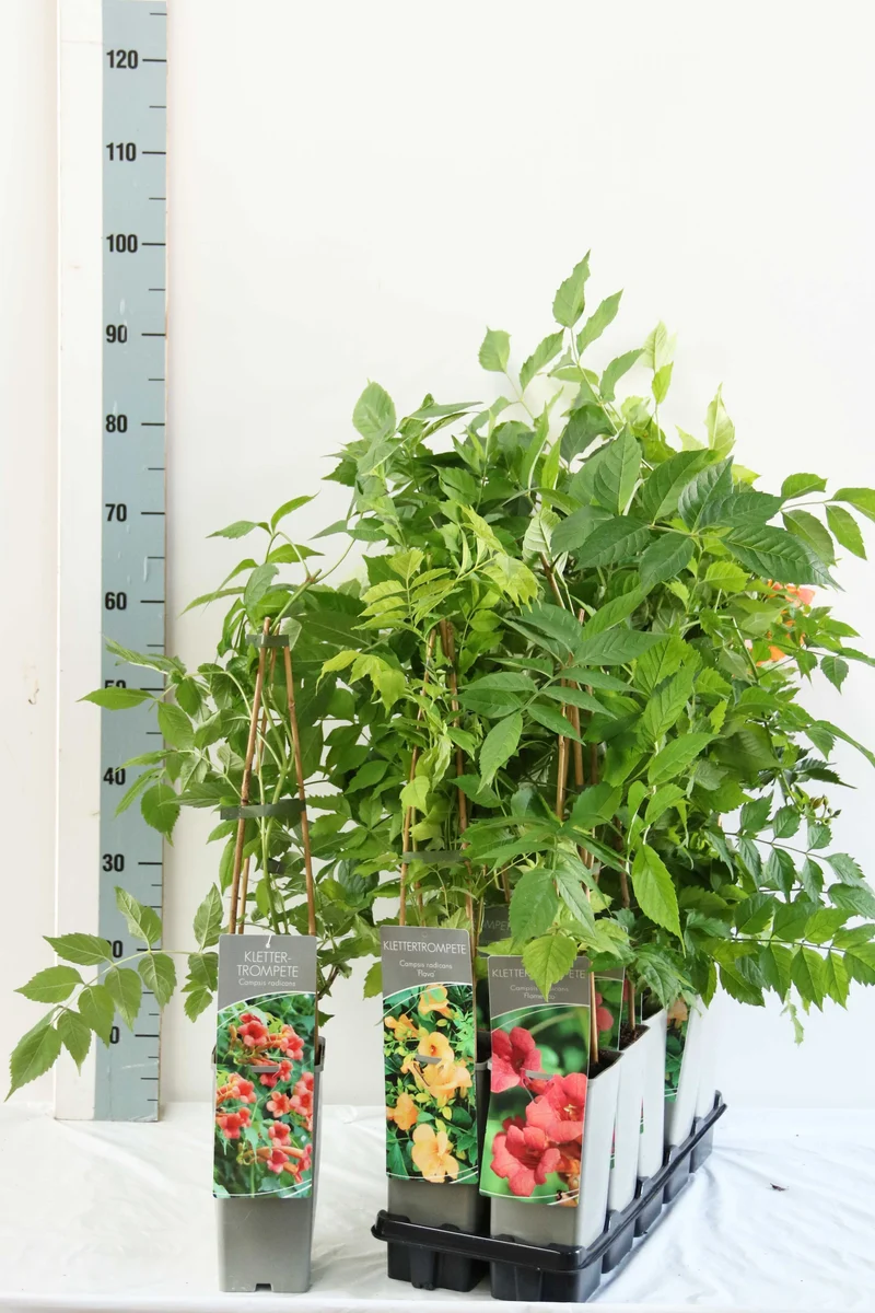 Campsis i sorter C2 (2 liters kruka / 17 cm kruka) 40-60 cm med 3 käppar