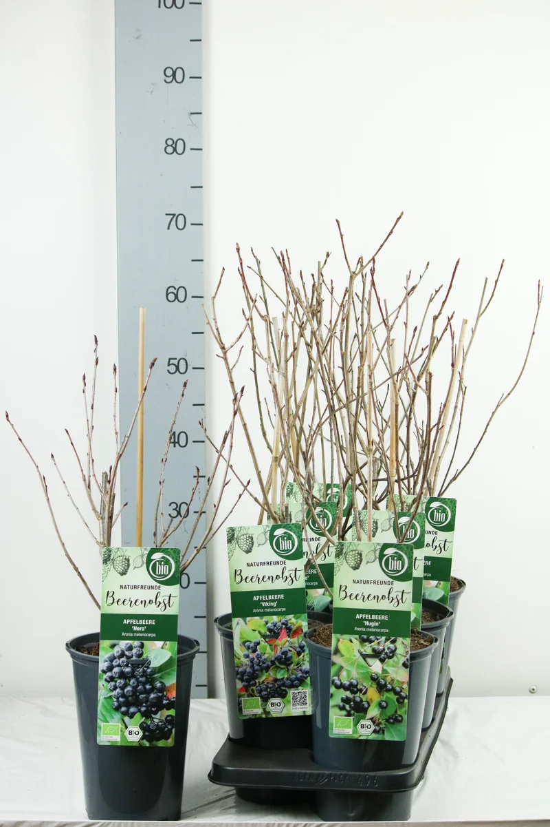 Aronia melanocarpa C3 (3 liters kruka) 40-50 cm