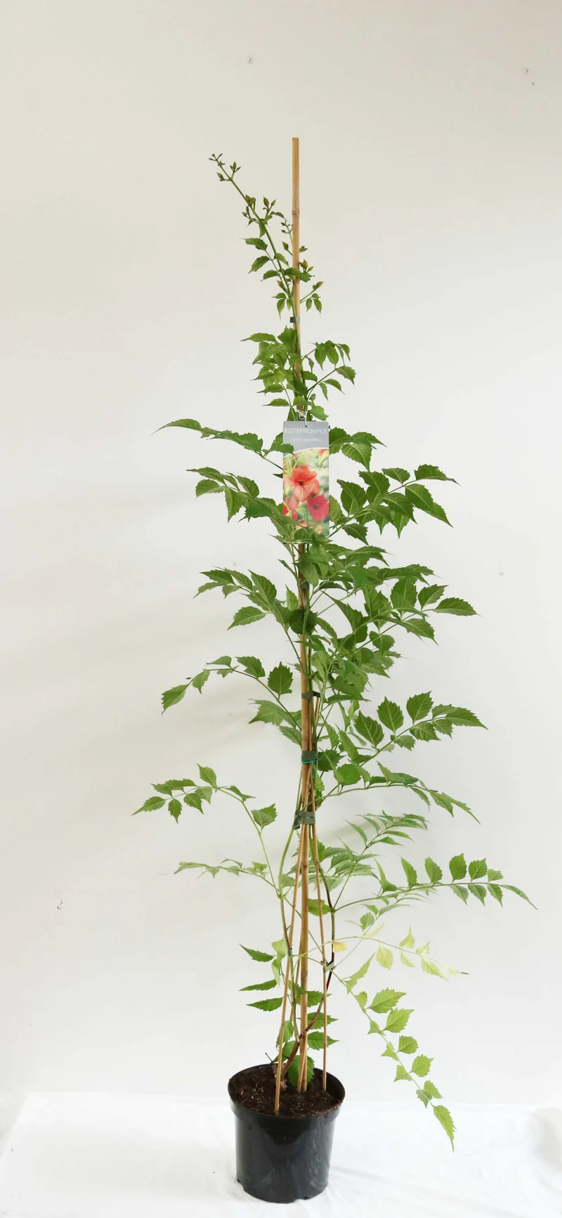 Campsis grandiflora 150-200 cm C7,5 (7,5 liters kruka)