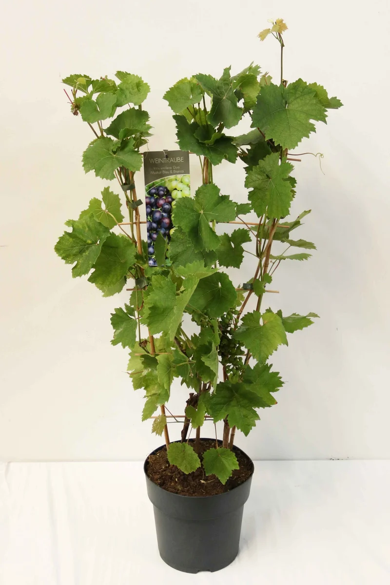 Vitis Duodruva C7,5 (7,5 liters kruka) Spaljerad