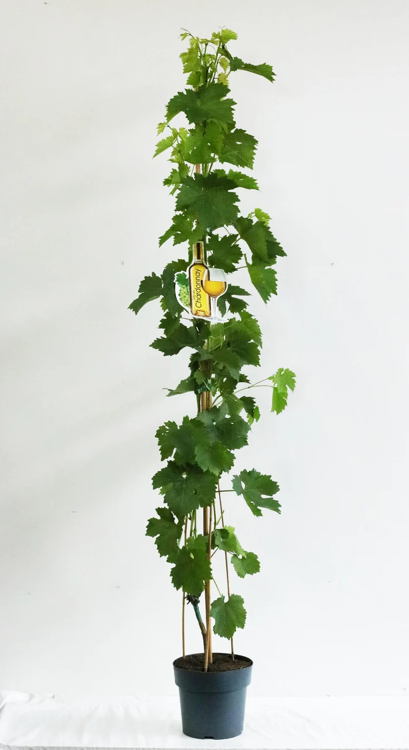 Vitis 'Chardonnay Blanc' C5 (5 liters kruka) / 23 cm kruka 100-125 cm