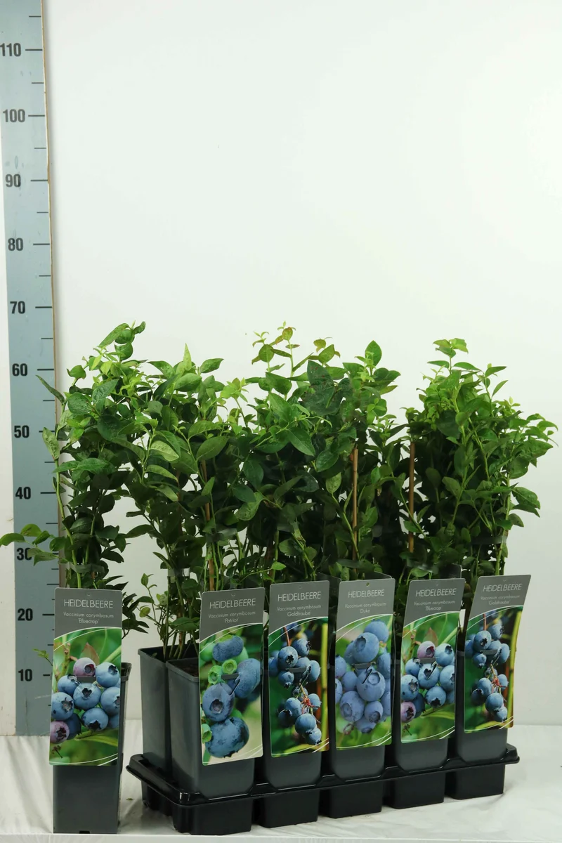 Vaccinium i sorter 30-40 cm, C2 (2 liters kruka)