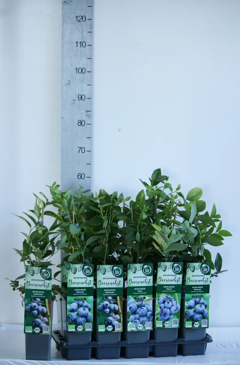 Vaccinium i sorter C2 (2 liters kruka / 17 cm kruka) 30-35 cm