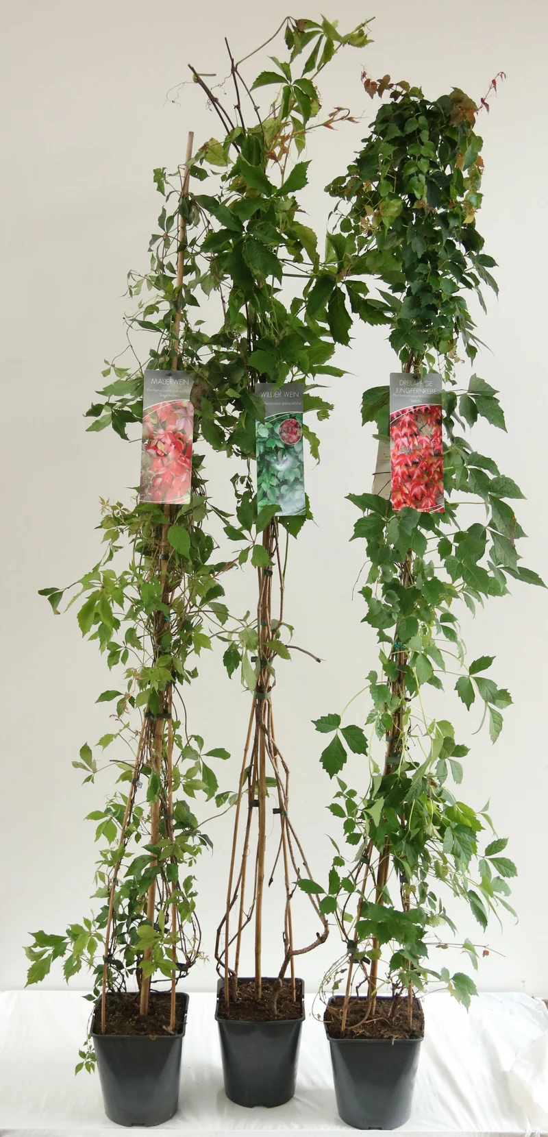 Parthenocissus i sorter C5 (5 liters kruka) 100-125 cm