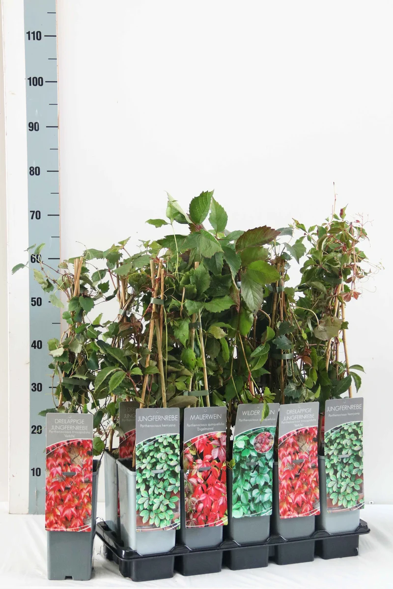 Parthenocissus i sorter C2 (2 liters kruka) / 17 cm kruka, 40-60 cm