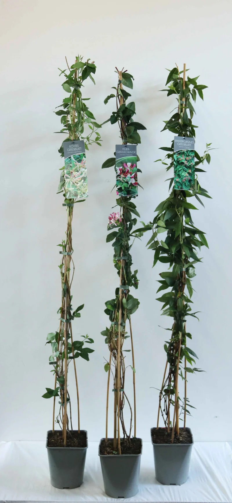 Lonicera i olika sorter C5 (5 liters kruka) / 23 cm kruka 100-125 cm