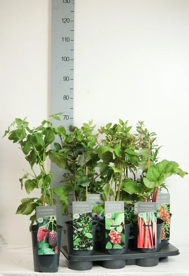 Fruktväxter i olika sorter C3 (3 liters kruka) / 19 cm kruka, 40-60 cm