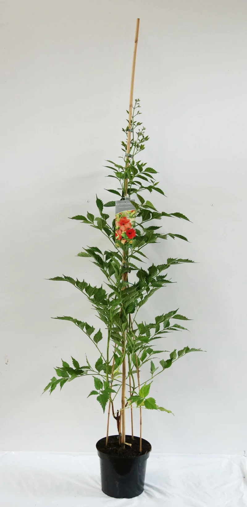 Campsis grandiflora C7,5 (7,5 liters kruka) 100-150 cm