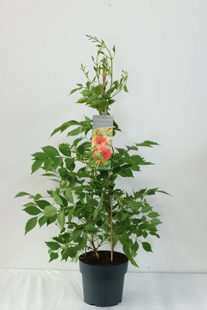 Campsis grandiflora C5 (5 liters kruka) 80-100 cm