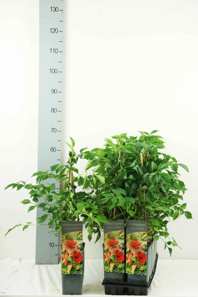 Campsis grandiflora C2 (2 liters kruka) 40-60 cm
