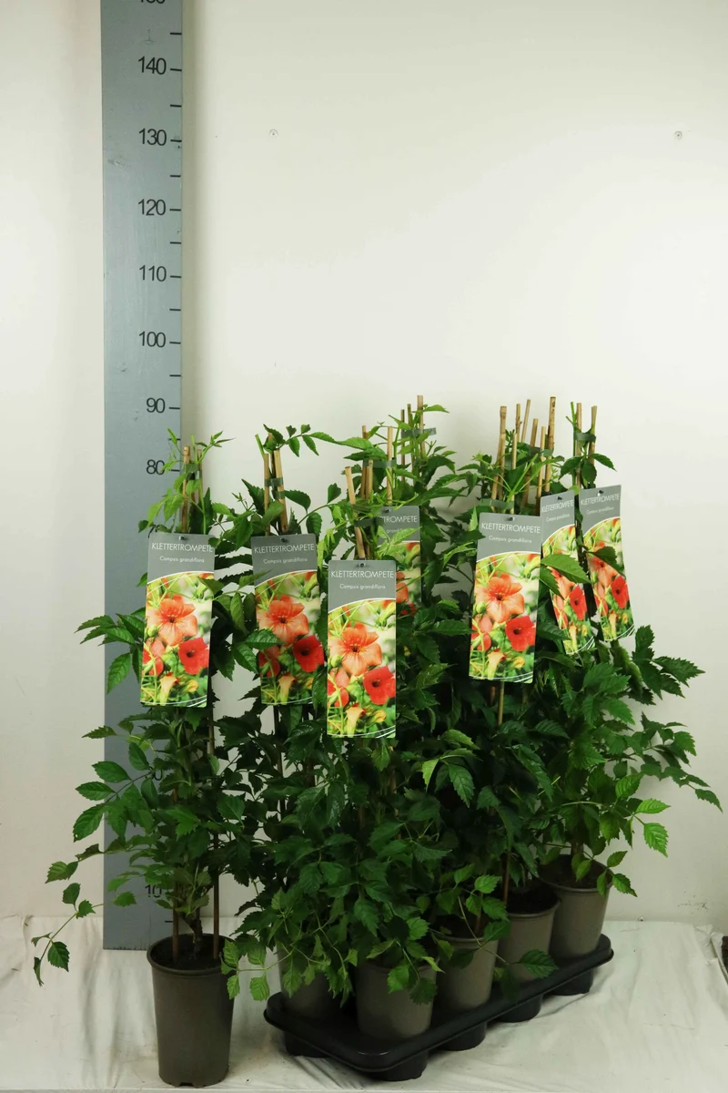 Campsis grandiflora 17 cm kruka 60-100 cm 3 käppar