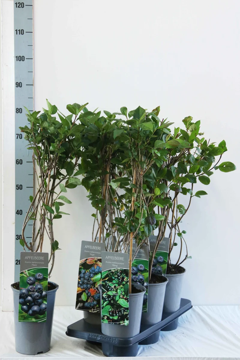 Aronia i sorter C3 (3 liters kruka) 40-60 cm