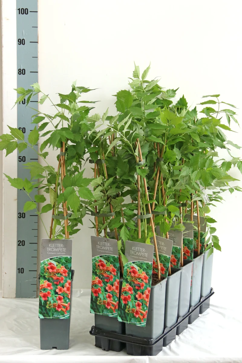 Campsis radicans C2 (2 liters kruka) 40-60 cm