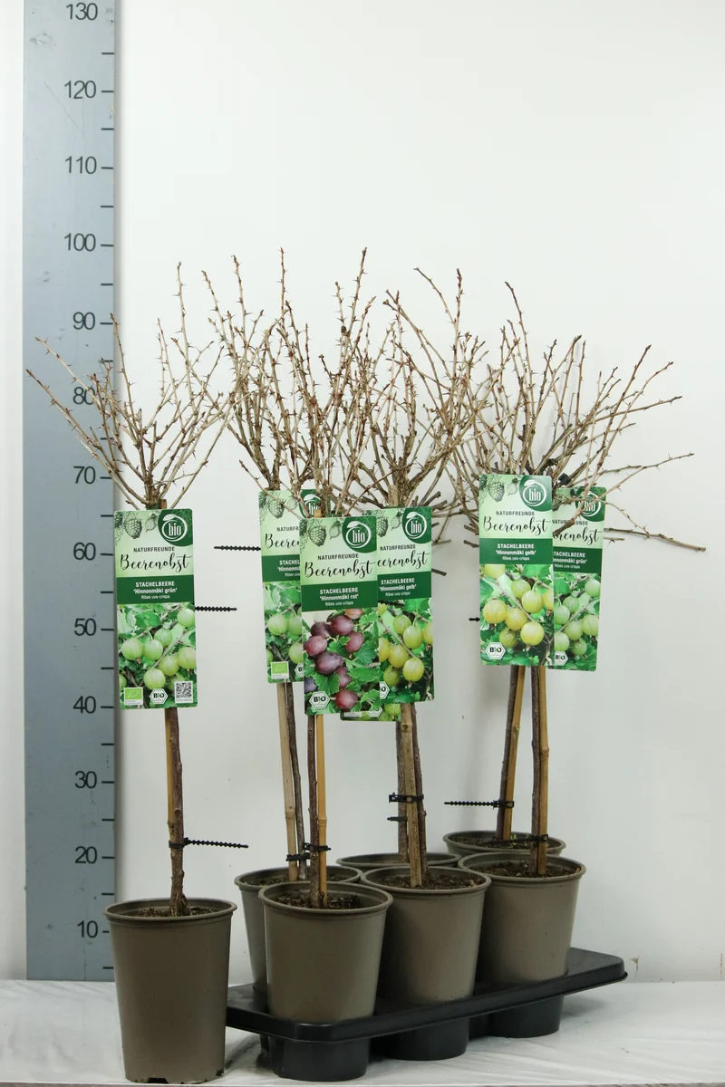 Ribes uva-crispa i olika sorter, stam 60 cm - C3 (3 liters kruka)