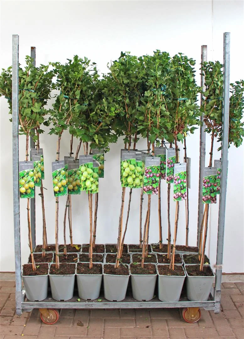 Ribes uva-crispa i sorter 90 cm stam C5 (5 liters kruka) / 23 cm kruka