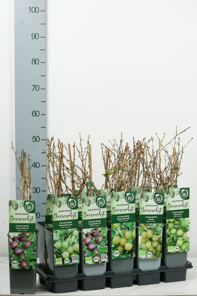 Ribes uva-crispa i olika sorter, C2 (2 liters kruka), 30–35 cm