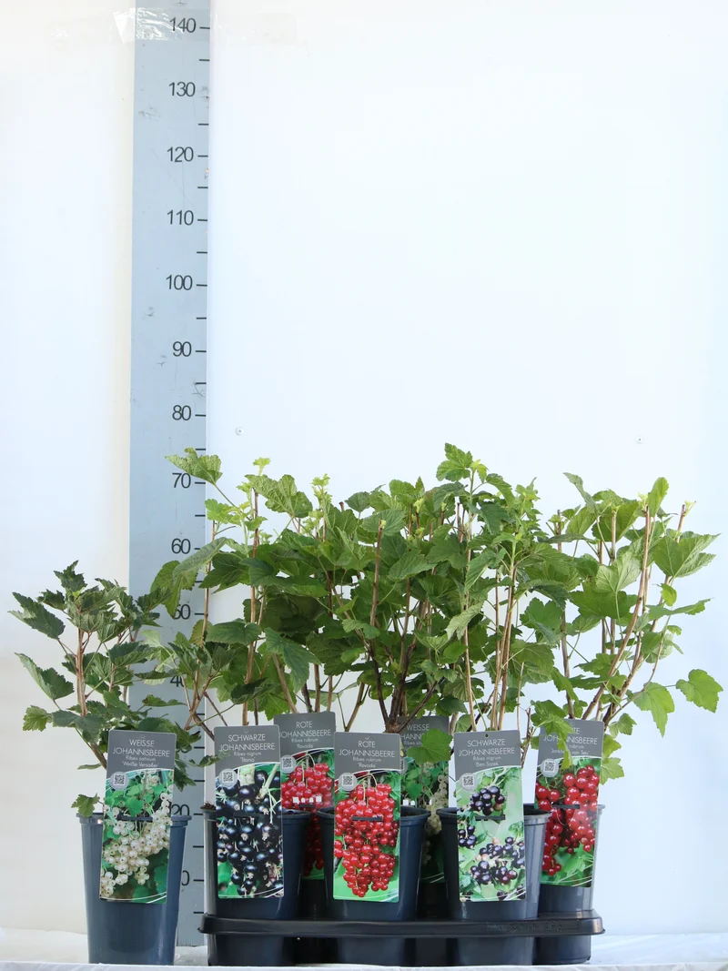 Ribes i sorter C3 (3 liters kruka) 40-60 cm