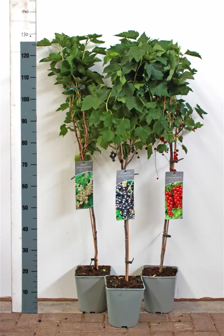 Ribes i olika sorter, 60 cm stam - C3 (3 liters kruka) / 19 cm kruka