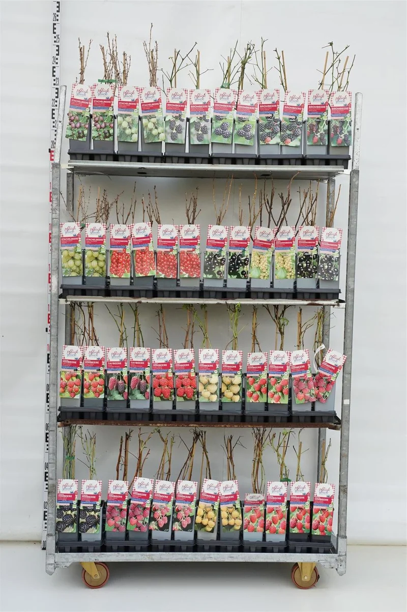 Ribes, olika sorter C2 (2 liters kruka) 30-40 cm