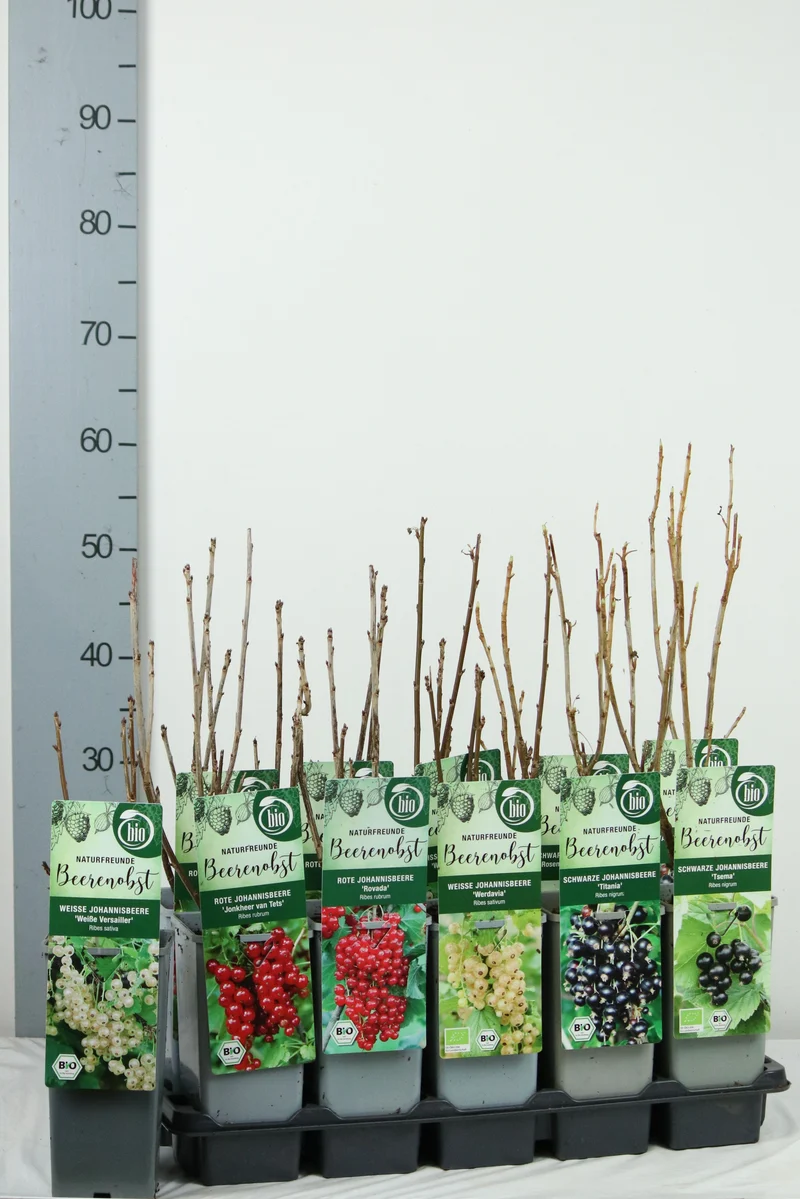 Ribes i olika sorter C2 (2 liters kruka) 30-35 cm