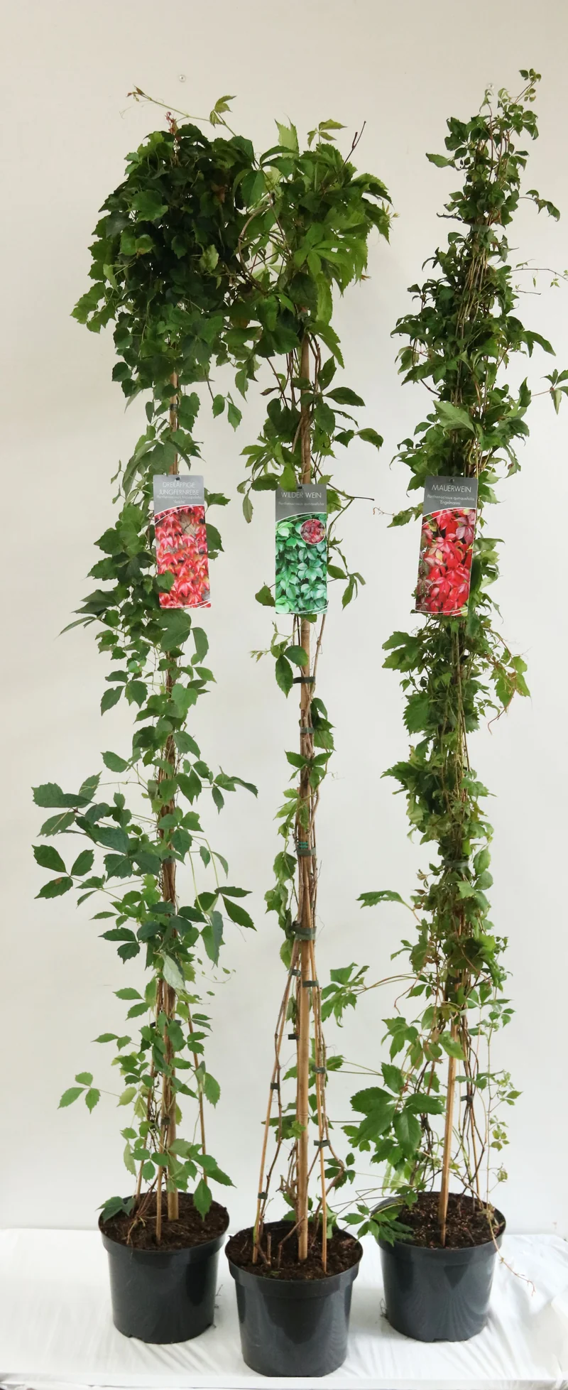 Parthenocissus i sorter C7,5 (7,5 liters kruka) 150-200 cm