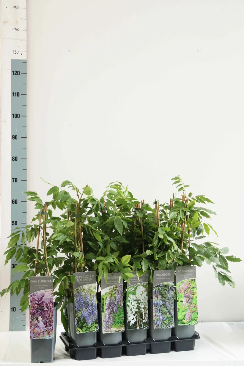 Wisteria i sorter C2 (2 liters kruka) / 17 cm kruka 40–60 cm, 3 käppar