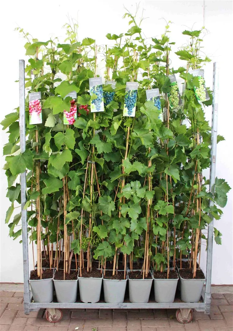 Vitis i olika sorter C5 (5 liters kruka) / 23 cm kruka 100-125 cm