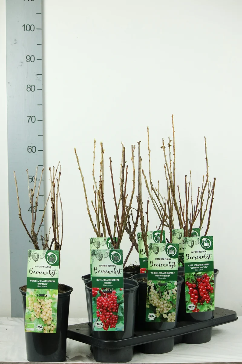 Ribes, olika sorter - C3 (3 liters kruka) / 19 cm kruka, 40-50 cm