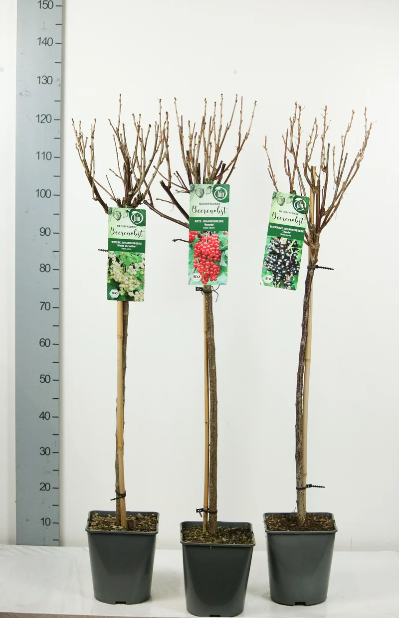 Ribes i sorter på stam 90 cm - C5 (5 liters kruka)