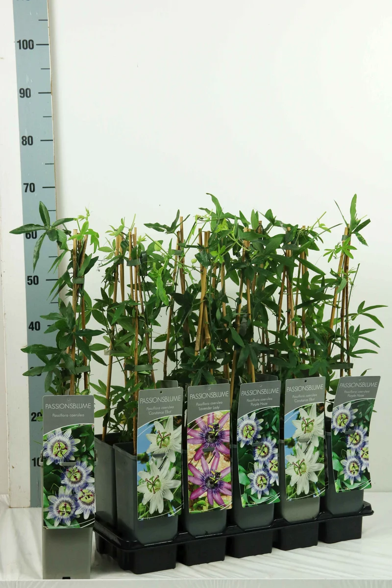 Passiflora i sorter C2 (2 liters kruka) / 17 cm kruka, 40-60 cm