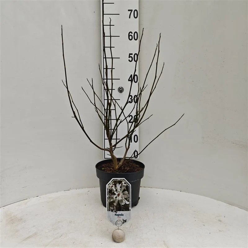 Magnolia kobus C5 (5 liters kruka) 50-60 cm
