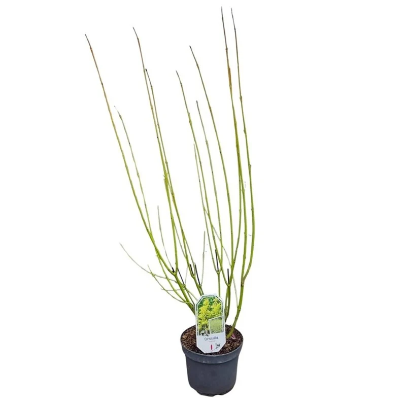 Cornus sericea 'Flaviramea' C3 (3 liters kruka) 40-60 cm