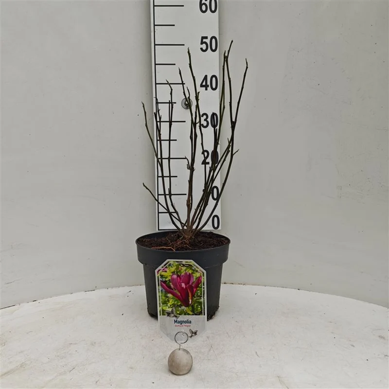Magnolia liliiflora 'Nigra' C5 (5 liters kruka) 50-60 cm